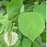 Close-up of smooth, heart-shaped green leaves growing on thin twigs of an Eastern redbud tree.