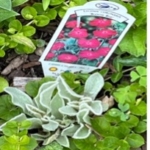 Soft, fuzzy silver-green leaves of a rose campion plant next to its nursery identification tag.