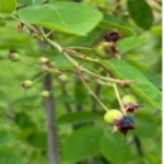 Small clusters of immature round serviceberries ripening from light green to a dark purple on a branch.