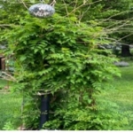 A lush, green trumpet vine climbing a post, topped with a reflective silver disco ball hanging from branches.