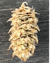 Close-up of a single dried brown birch catkin showing a dense, textured cone-like structure on a dark surface.
