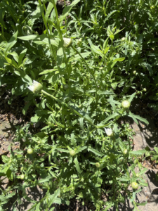An oxeye daisy is a perennial and the plant forms buds in late spring.