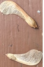 Two winged maple samaras resting horizontally on a reddish-brown wooden surface.
