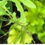 Close-up of bright green leaves heavily skeletonized and eaten away by garden pests, leaving only thin ribs.
