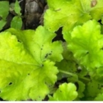 Chartreuse perennial leaves speckled with tiny black dots of insect frass or caterpillar droppings.