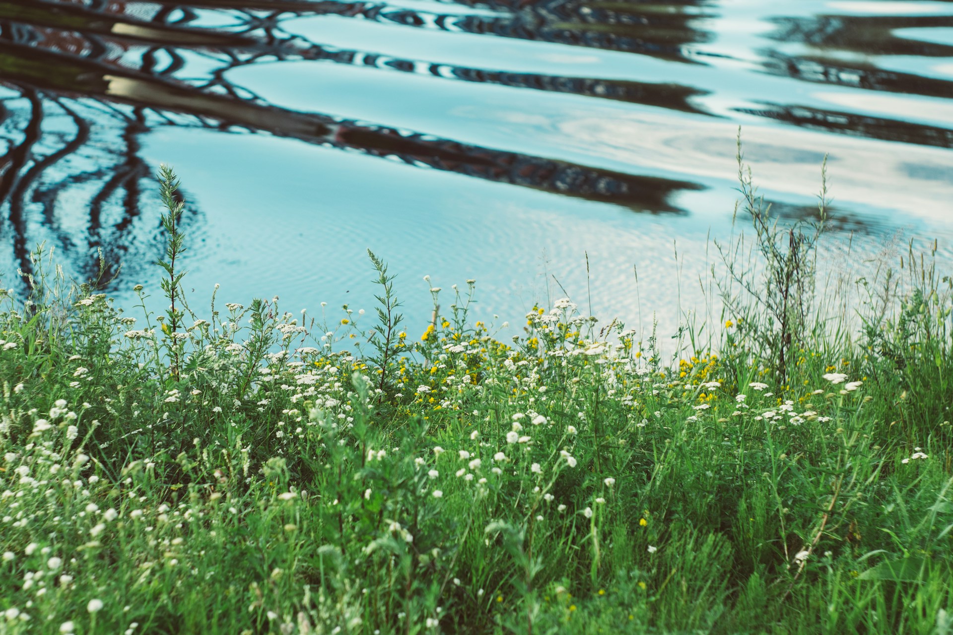 Meadow flowers and green grass near body of water during daytime.