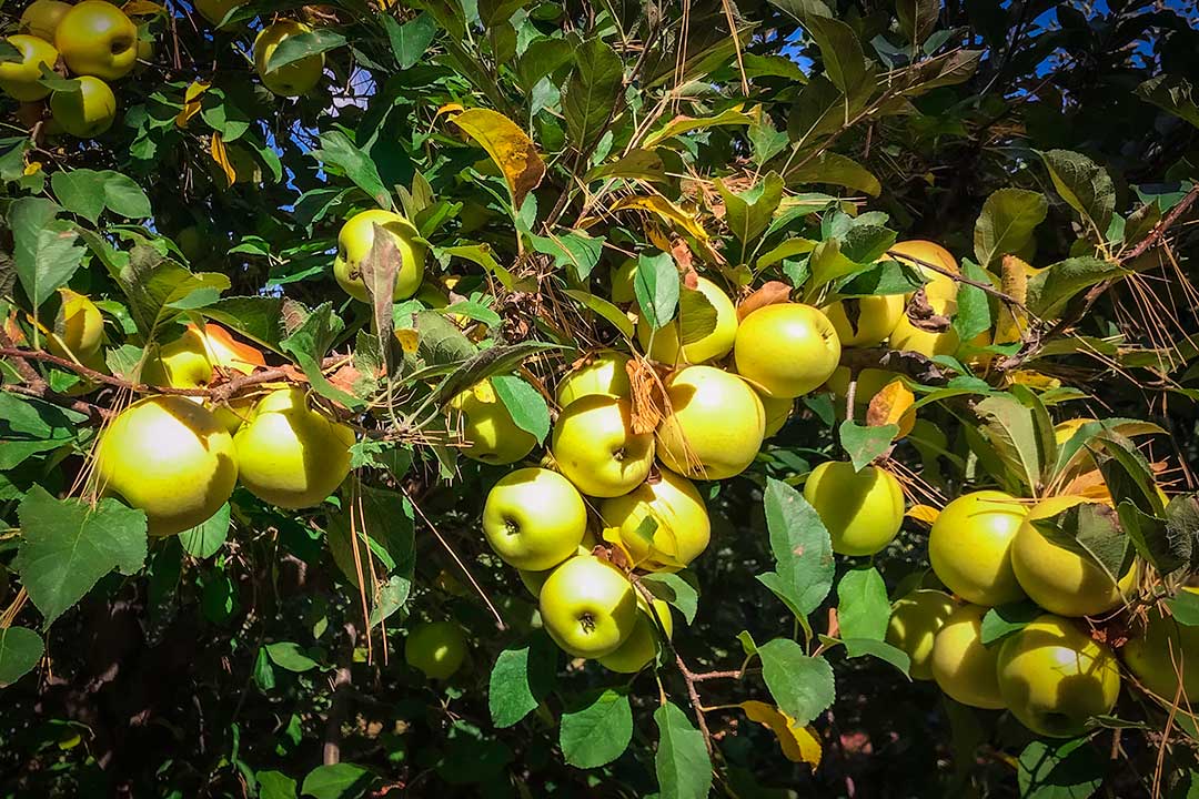 An apple tree branch full of golden apples ready to harvest.