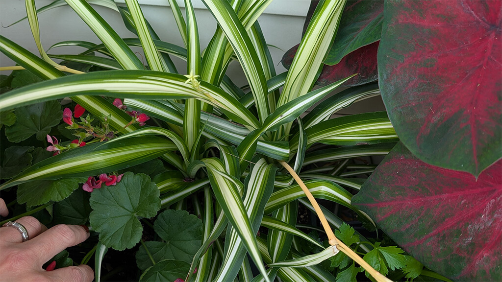 Vibrant green and white striped spider plant grows in flower box alongside geraniums, parsley, and red-tinged caladium