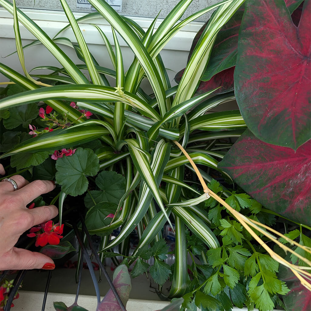 Vibrant green and white striped spider plant grows in flower box alongside geraniums, parsley, and red-tinged caladium